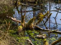 Bemooste Baumreste in Moortümpel